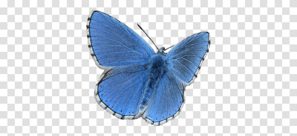 Common Blue Butterfly, Insect, Invertebrate, Animal, Moth Transparent Png