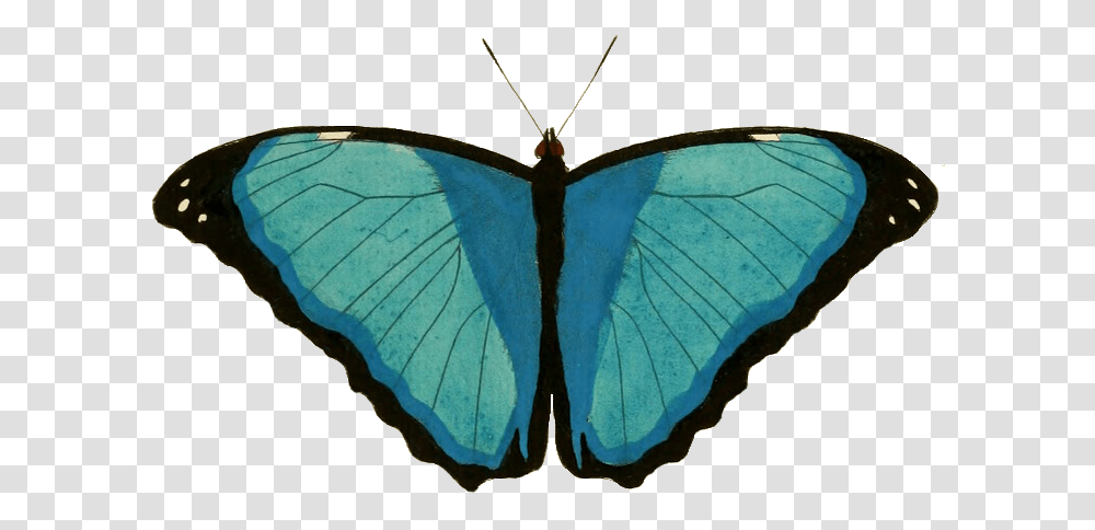 Common Blue, Butterfly, Insect, Invertebrate, Animal Transparent Png