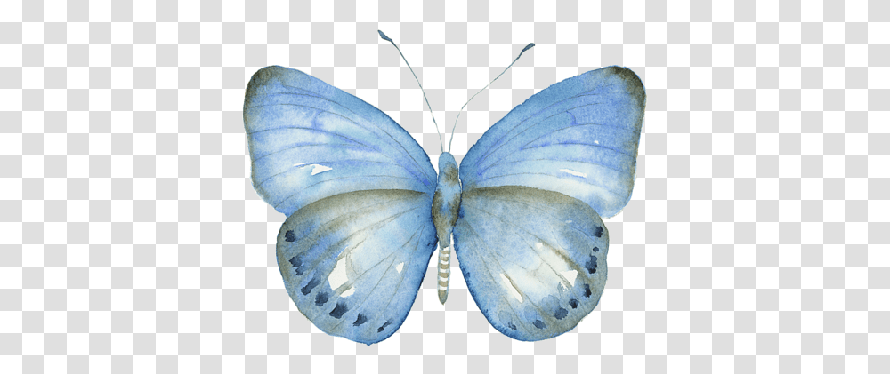 Common Blue, Insect, Invertebrate, Animal, Butterfly Transparent Png
