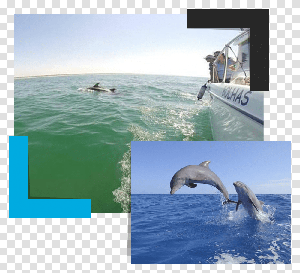Common Bottlenose Dolphin, Bird, Animal, Sea Life, Mammal Transparent Png