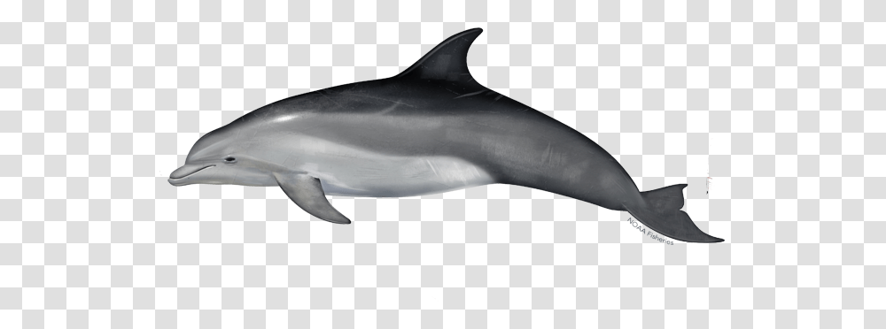 Common Bottlenose Dolphin Bottlenose Dolphin, Shark, Sea Life, Fish, Animal Transparent Png