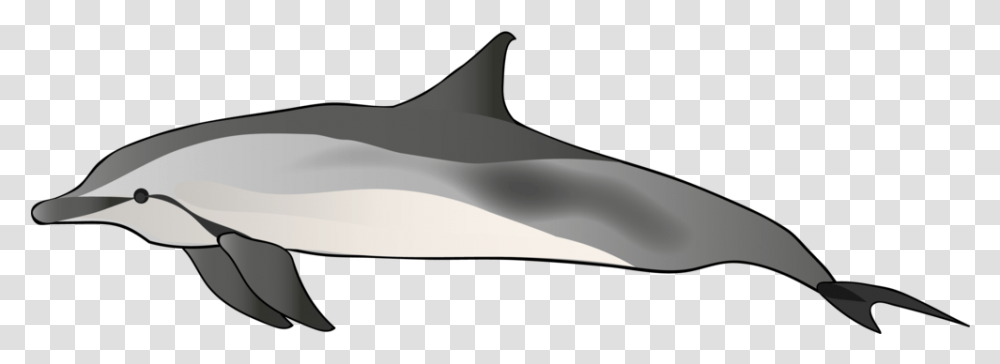 Common Bottlenose Dolphin, Mammal, Animal, Sea Life, Outdoors Transparent Png