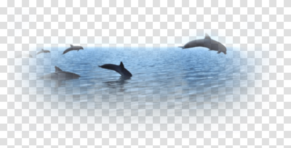 Common Bottlenose Dolphin, Mammal, Sea Life, Animal, Bird Transparent Png