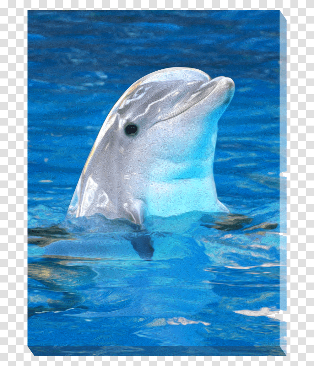 Common Bottlenose Dolphin, Sea Life, Animal, Mammal, Shark Transparent Png