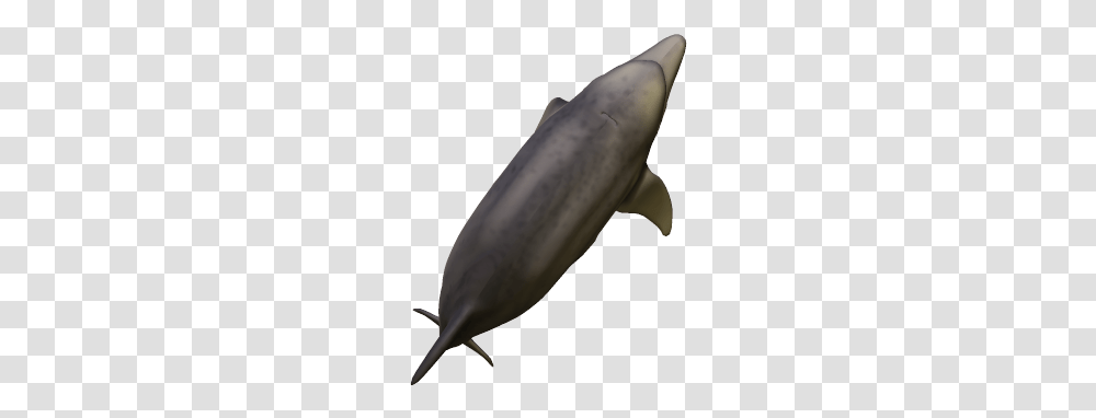 Common Bottlenose Dolphin, Sea Life, Animal, Mammal, Whale Transparent Png