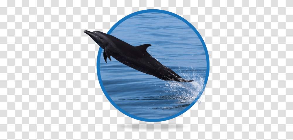 Common Bottlenose Dolphin, Sea Life, Animal, Shark, Fish Transparent Png
