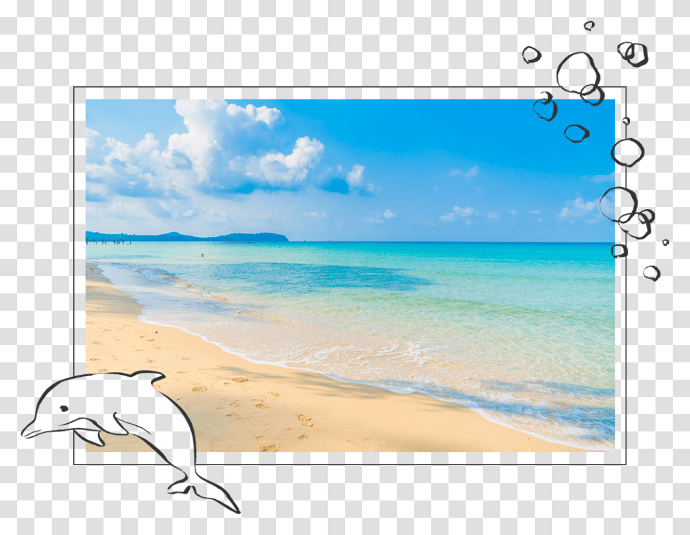 Common Bottlenose Dolphin, Sea, Outdoors, Water, Nature Transparent Png