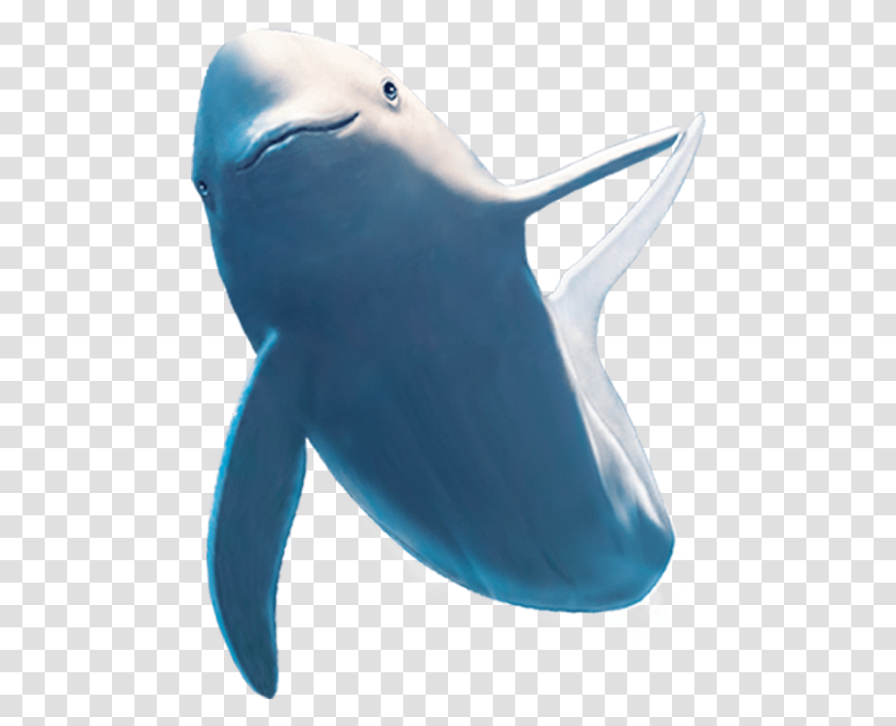 Common Bottlenose Dolphin Shark Beluga Whale Dolphin, Sea Life, Animal, Mammal, Bird Transparent Png
