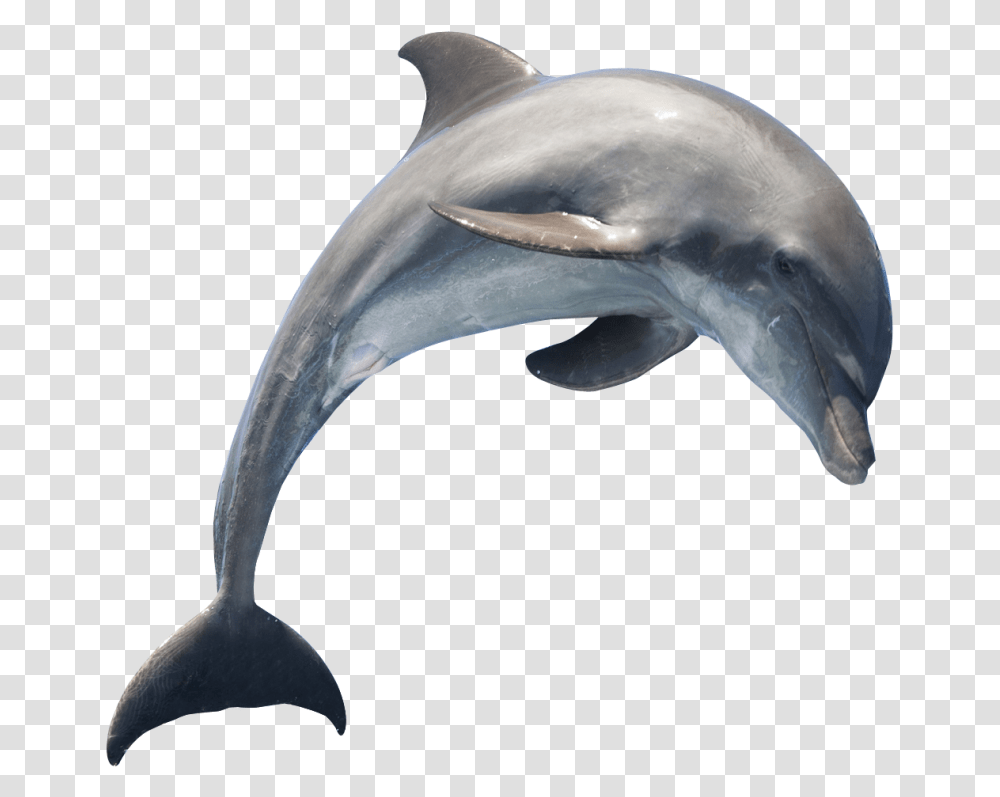 Common Bottlenose Dolphin Short Beaked Common Dolphin Dolphin Background, Sea Life, Animal, Mammal, Bird Transparent Png