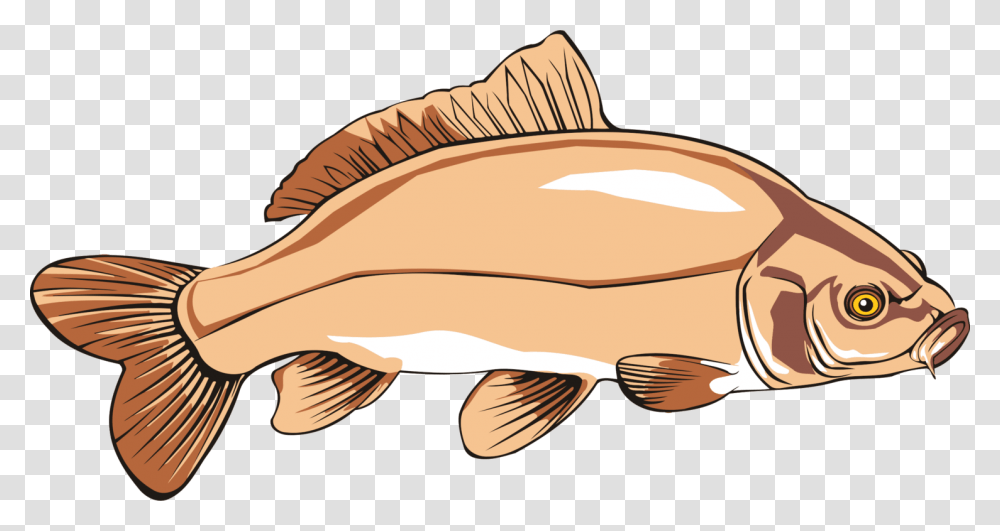 Common Carp Catfish Carp Fishing, Animal, Perch Transparent Png