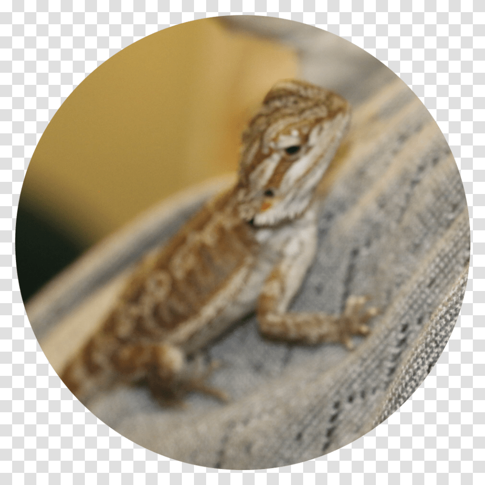 Common Chameleon, Iguana, Lizard, Reptile, Animal Transparent Png