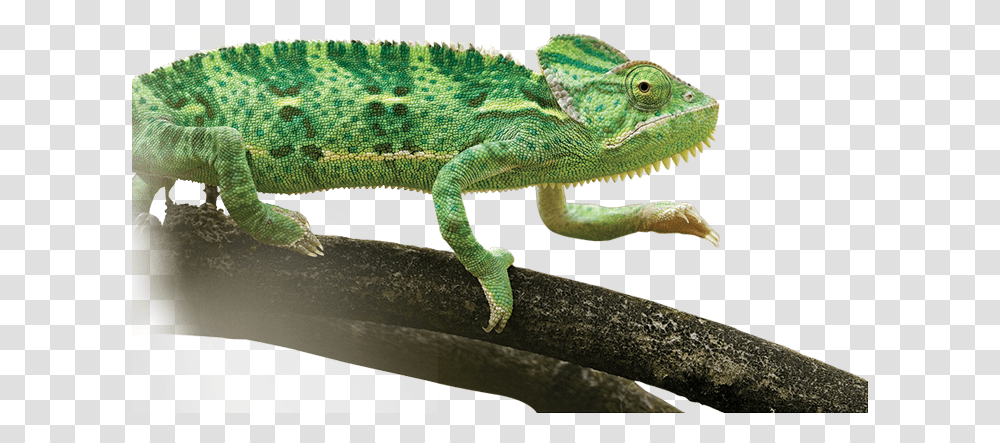 Common Chameleon Image With No Common Chameleon, Lizard, Reptile, Animal, Iguana Transparent Png