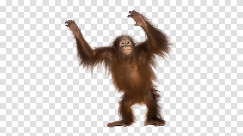 Common Chimpanzee Gorilla Monkey Monkey Background, Wildlife, Animal, Ape, Mammal Transparent Png