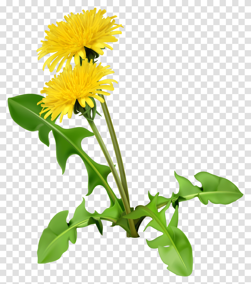 Common Coffee Flower Seed Cartoon Yellow Chrysanthemum Cartoon Dandelion, Plant, Blossom Transparent Png