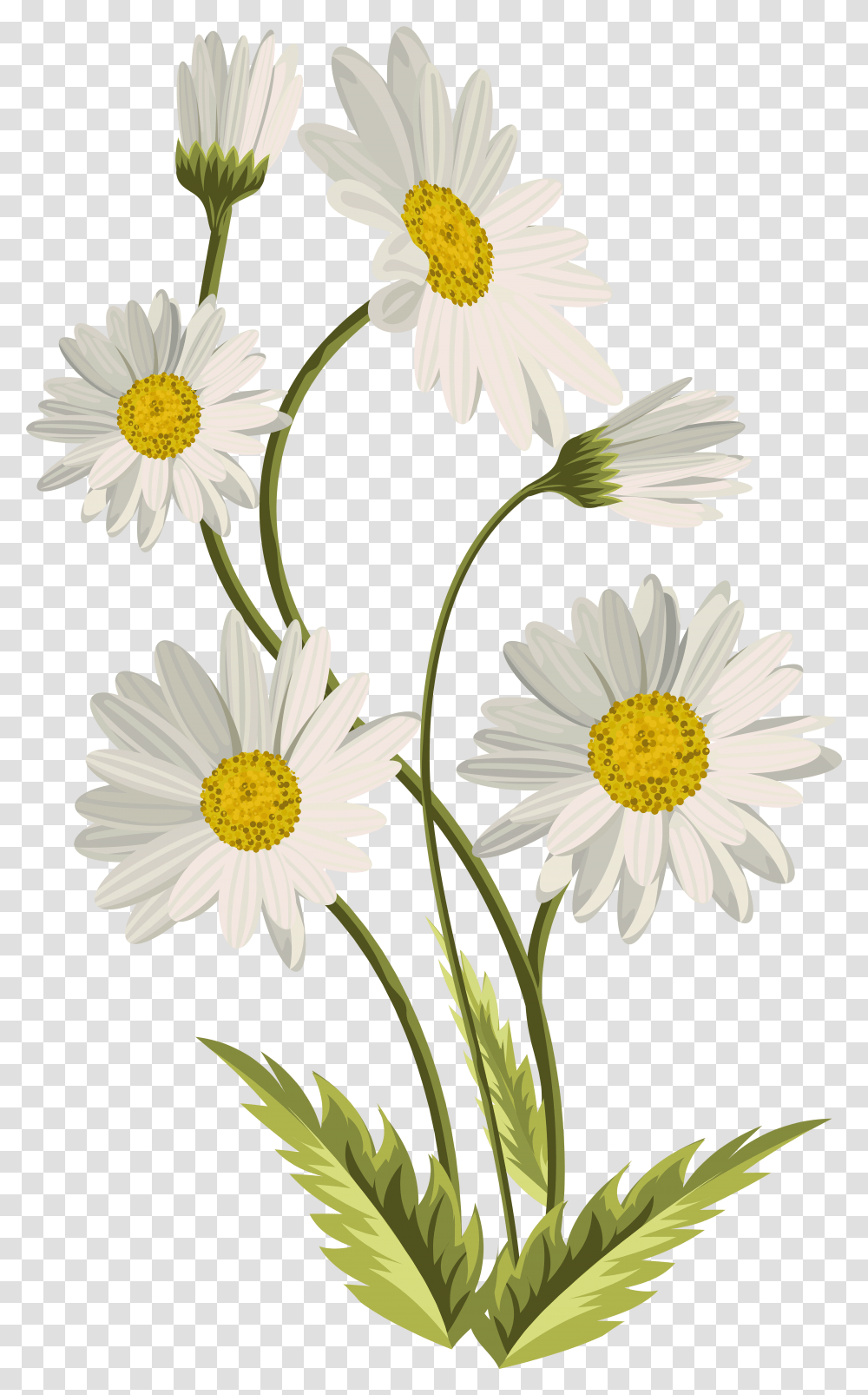 Common Daisy Art Clip Art Background Daisy Flower, Plant, Daisies, Blossom Transparent Png
