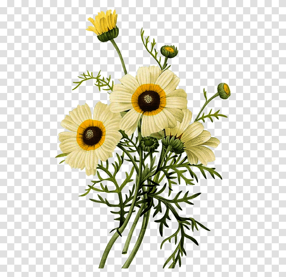 Common Daisy Botanical Flower Botanical Illustrations, Plant, Vase, Jar, Pottery Transparent Png