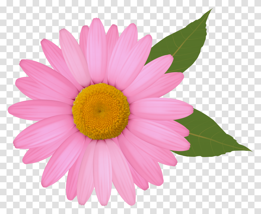 Common Daisy Clip Art Pink Daisy Clipart, Plant, Flower, Blossom, Daisies Transparent Png