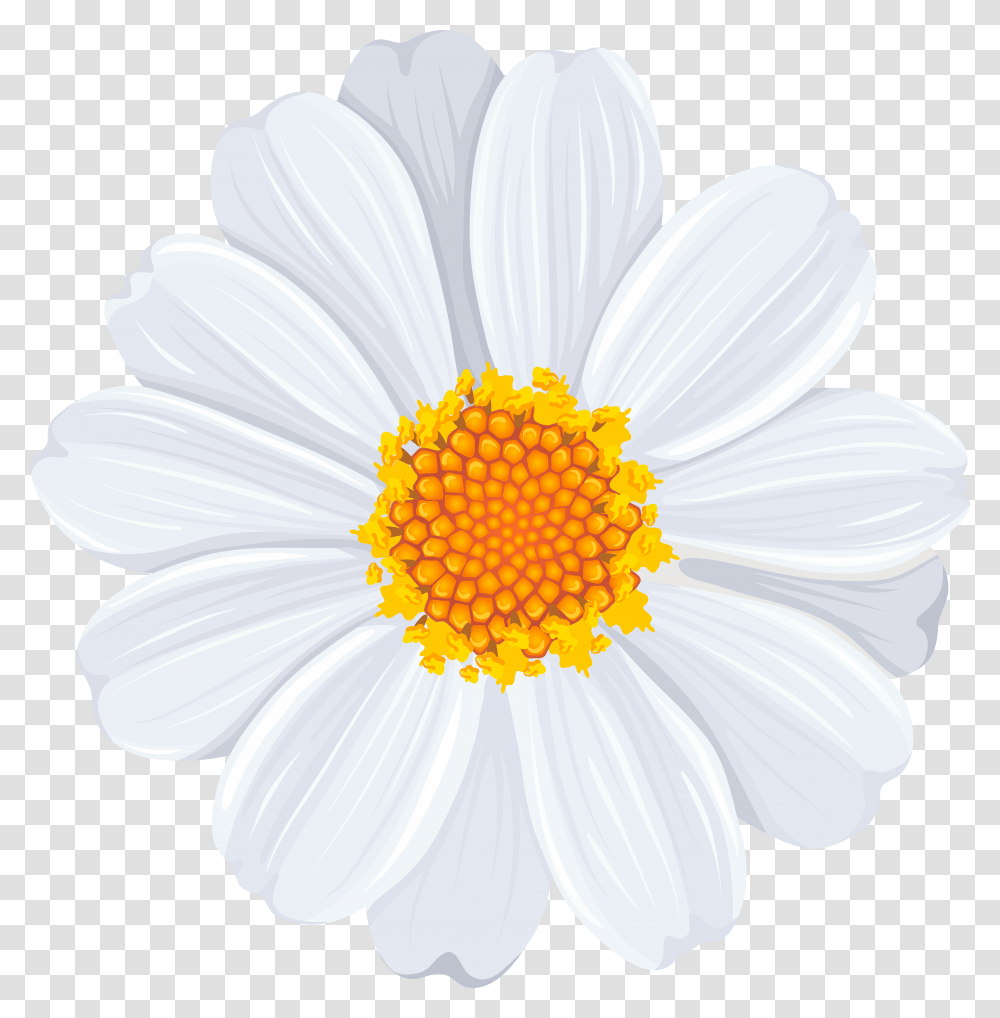 Common Daisy Clip Art Transparent Png