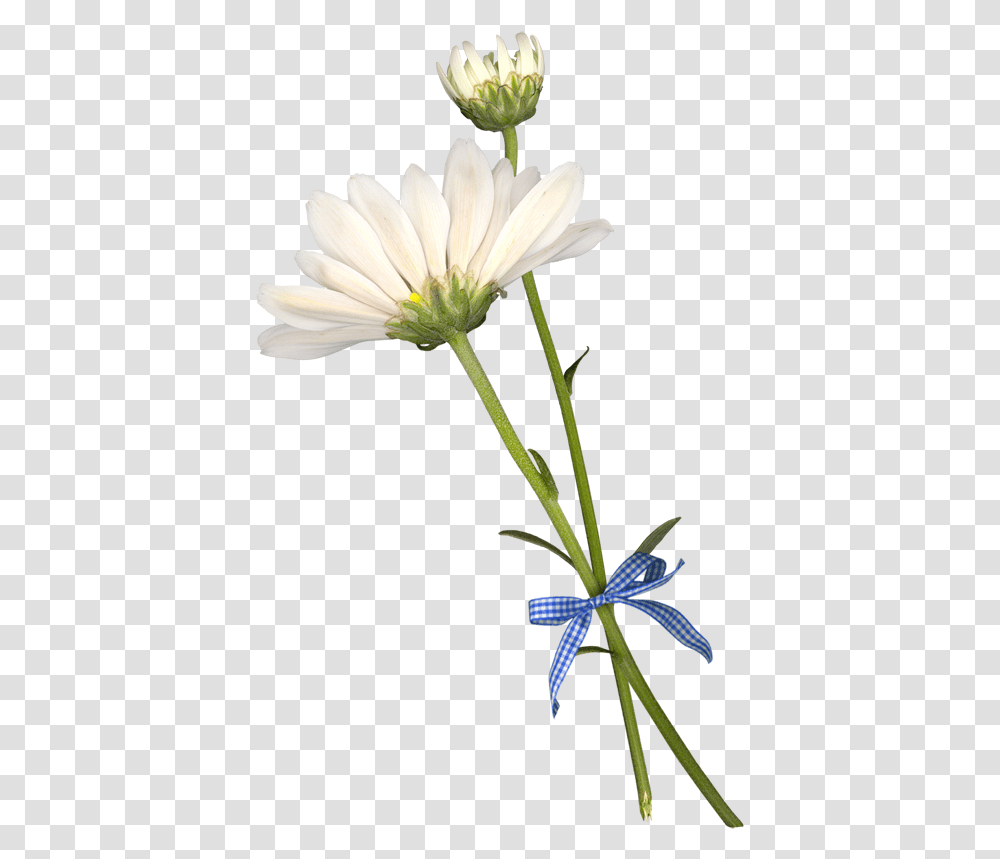 Common Daisy Cut Flowers Petal African Daisy, Plant, Blossom, Daisies, Pollen Transparent Png