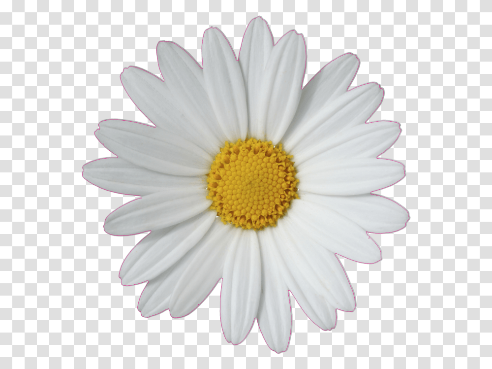 Common Daisy Flower Clip Art Daisy, Plant, Daisies, Blossom Transparent Png