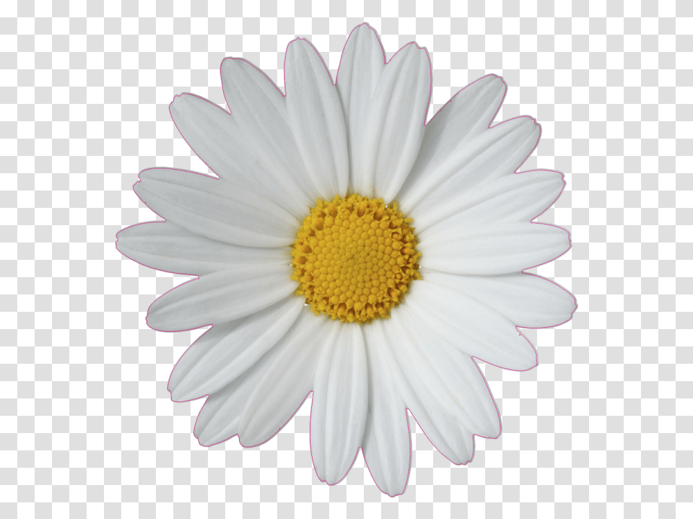 Common Daisy Flower Clip Art Flower Tumblr Sticker, Plant, Daisies, Blossom Transparent Png