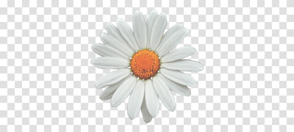 Common Daisy Flower Clip Art Sunflower White, Plant, Daisies, Blossom Transparent Png
