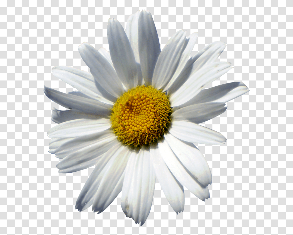 Common Daisy Oxeye Daisy Marguerite Daisy Chrysanthemum Chamomile, Plant, Flower, Daisies, Blossom Transparent Png