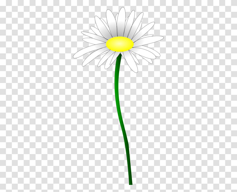 Common Daisy Oxeye Daisy Petal Line Plant Stem, Flower, Daisies, Blossom, Aster Transparent Png