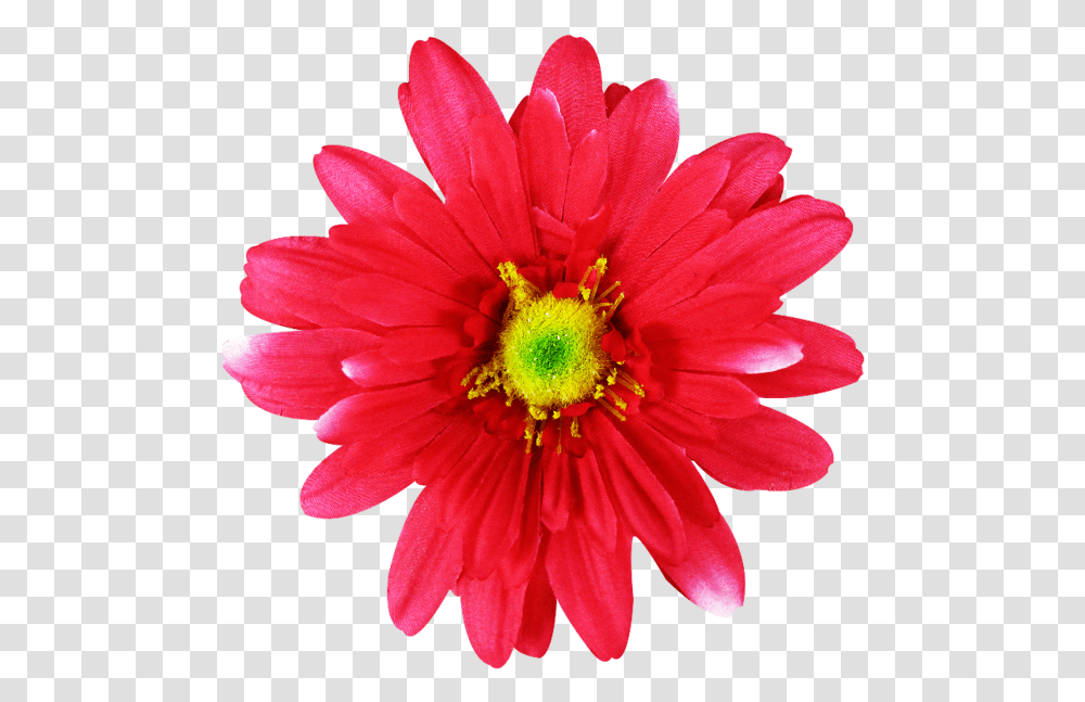 Common Daisy Pink Flowers Dahlia Flowers To Cut Out Pink, Plant, Pollen, Daisies, Blossom Transparent Png