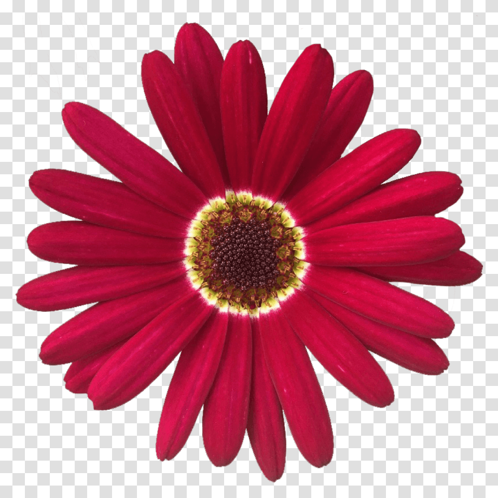 Common Daisy, Plant, Flower, Daisies, Blossom Transparent Png
