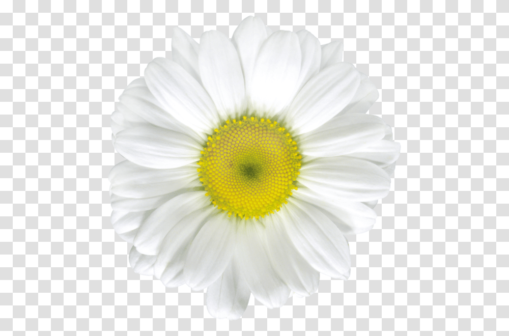 Common Daisy Stock Photography Royalty Free Clip Art White Daisy Flower, Plant, Daisies, Blossom Transparent Png