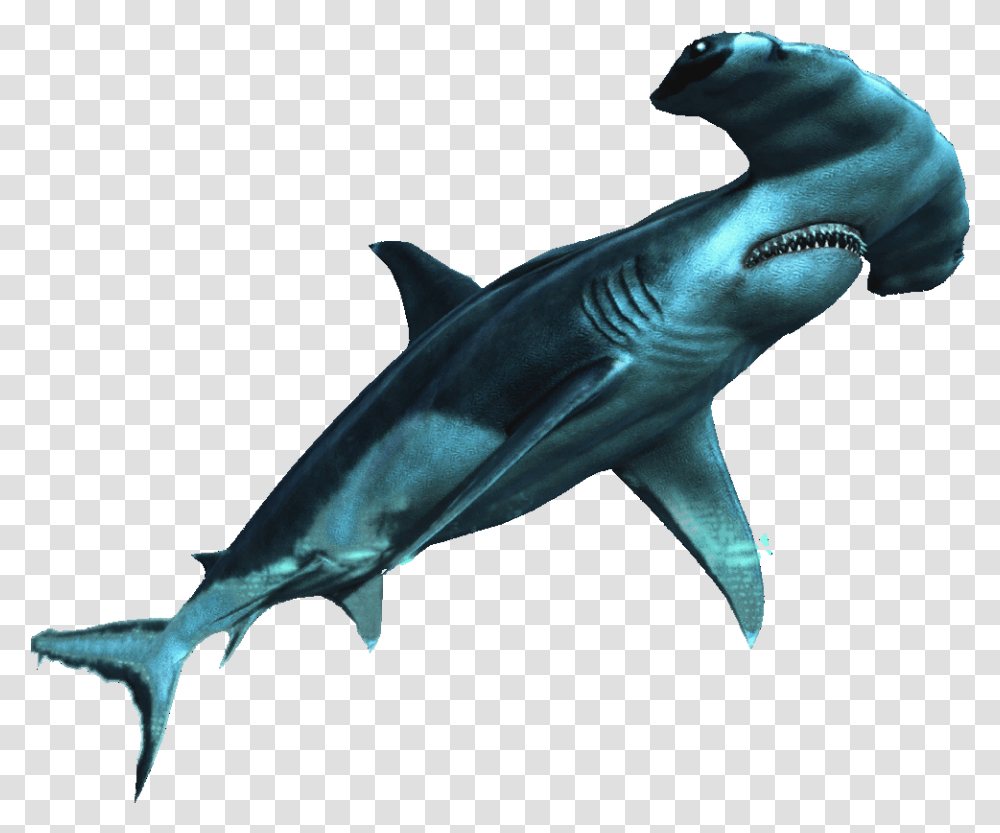 Common Dolphins Requin Marteau, Shark, Sea Life, Fish, Animal Transparent Png