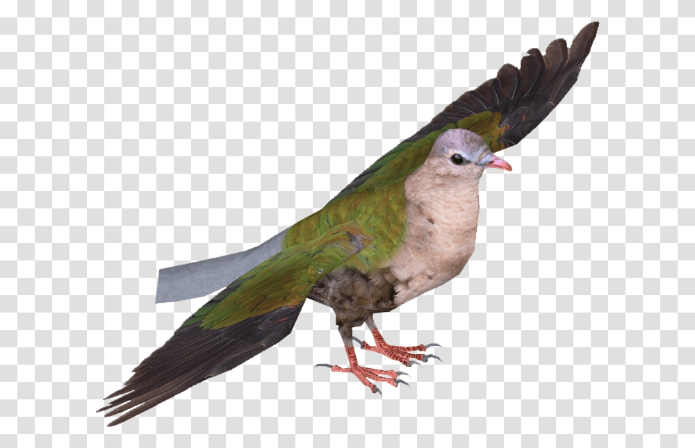 Common Emerald Dove Common Emerald Dove Flying, Bird, Animal, Pigeon, Finch Transparent Png