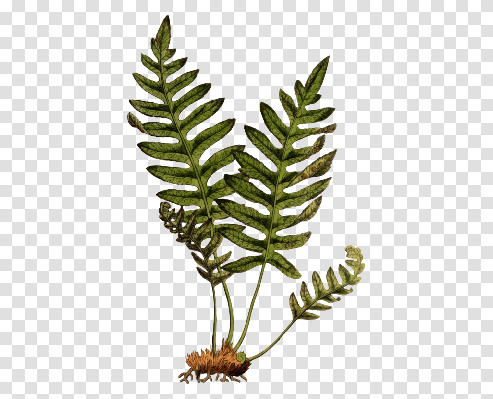 Common Ferns Polypody, Plant, Pineapple, Fruit, Food Transparent Png