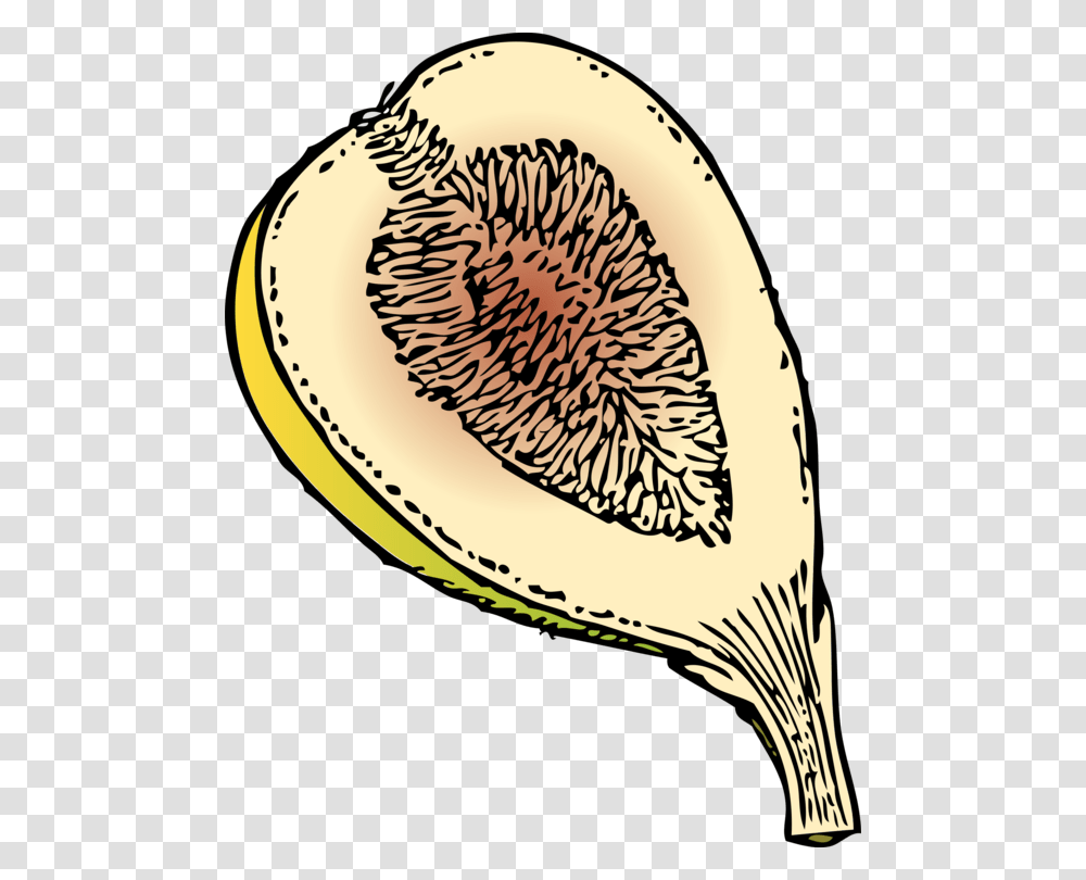 Common Fig Drawing Computer Icons Download Fig Trees Free, Plant, Fruit, Food Transparent Png