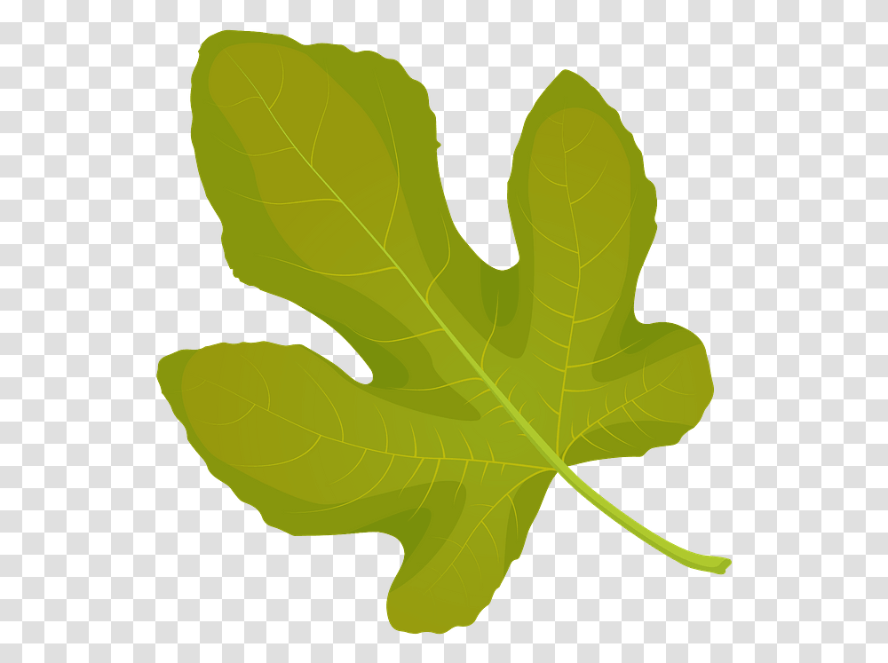 Common Fig Summer Leaf Clipart Maple Leaf, Plant, Tennis Ball, Sport, Sports Transparent Png