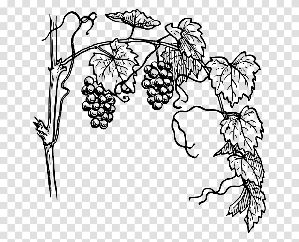 Common Grape Vine Wine Drawing, Gray, World Of Warcraft Transparent Png