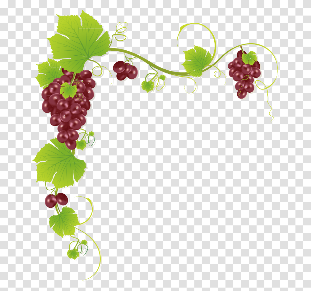 Common Grape Vine Wine Juice Muscadine Grape Grapes Design, Plant, Fruit, Food, Cherry Transparent Png