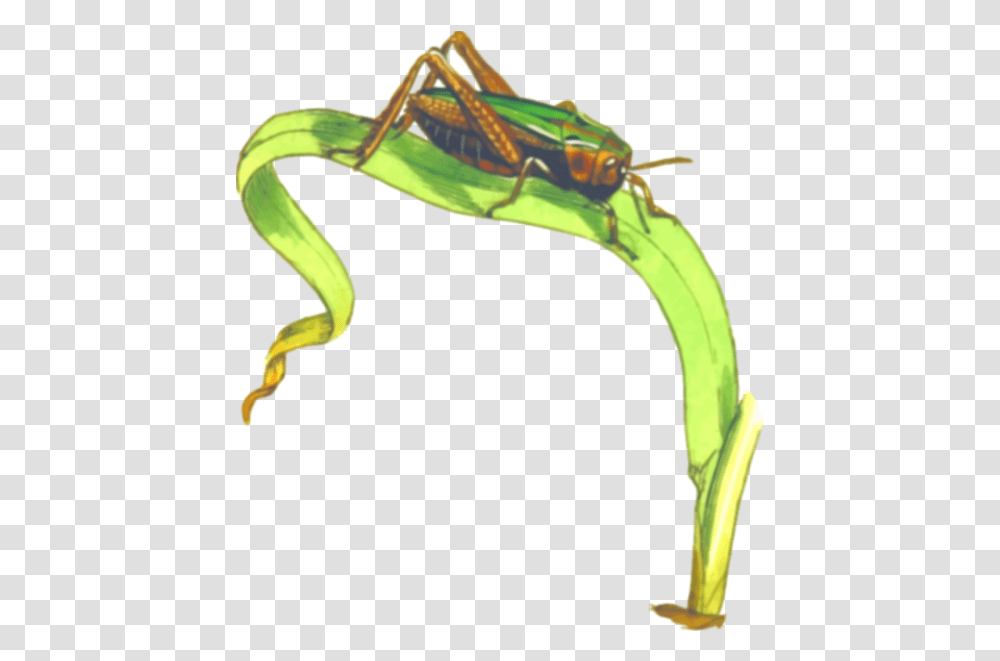 Common Green Grasshopper Free Svg Locust, Animal, Insect, Invertebrate, Cricket Insect Transparent Png