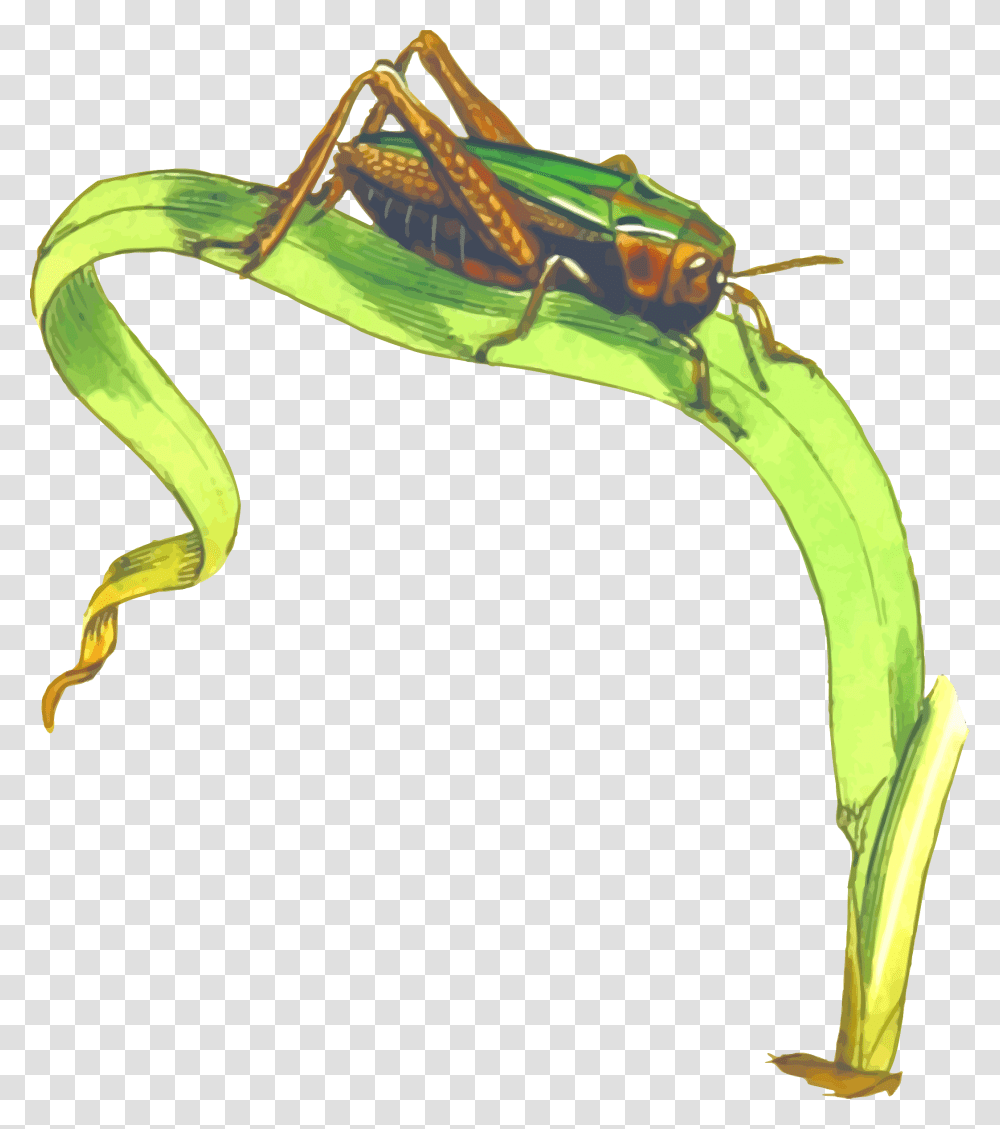 Common Green Grasshopper Icons, Animal, Insect, Invertebrate, Grasshoper Transparent Png