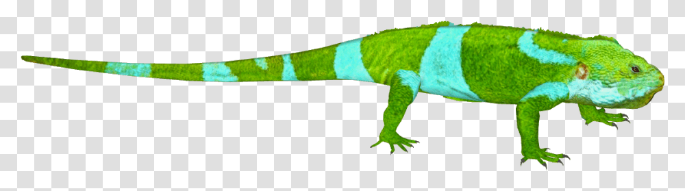 Common Iguanas, Gecko, Lizard, Reptile, Animal Transparent Png