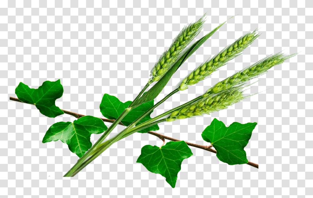 Common Ivy Download Pi De Bl Vert, Plant, Leaf, Vegetation, Produce Transparent Png