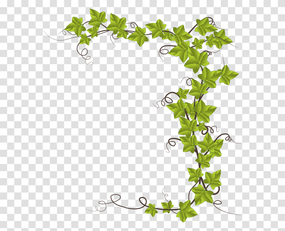 Common Ivy Hedera Canariensis Vine Plant Hedera Hibernica Free, Leaf, Green Transparent Png
