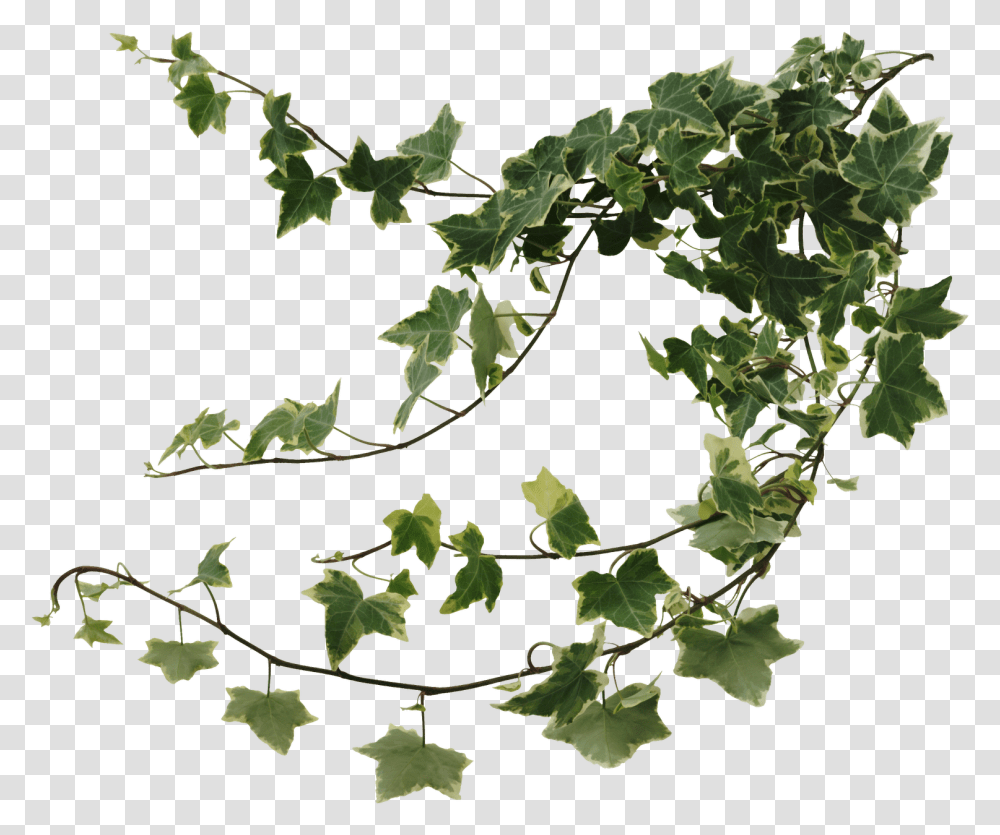 Common Ivy Houseplant Devil's Ivy Vine Ivy, Leaf, Vegetation, Tree, Green Transparent Png