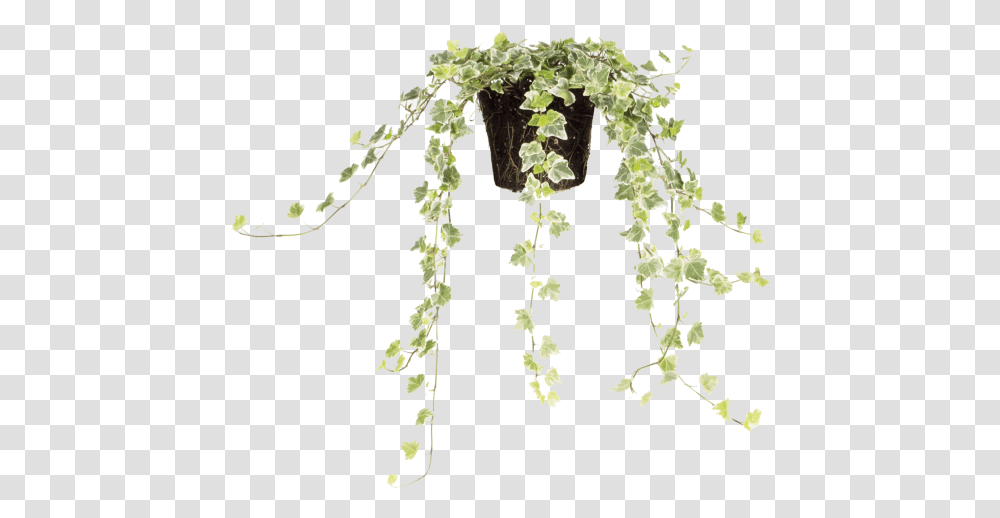 Common Ivy Illustration, Plant, Vine Transparent Png