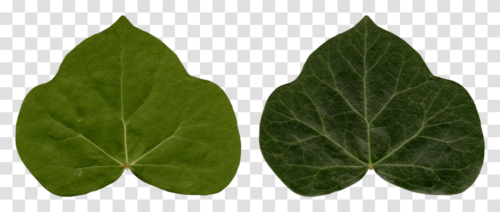 Common Ivy Leaf Poison Ivy Plant Ivy, Veins, Droplet Transparent Png