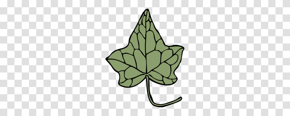 Common Ivy Maple Leaf Vine Hedera Hibernica, Plant, Tree, Ornament, Pattern Transparent Png