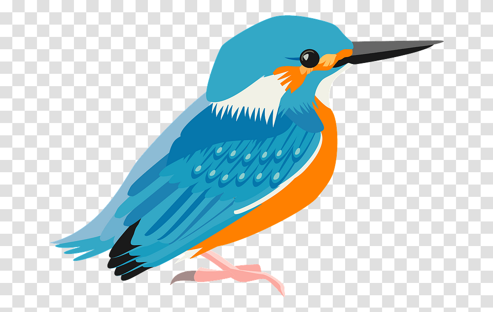 Common Kingfisher Bird Clipart Free Download Clipart Image Of A Bird, Jay, Animal, Bluebird, Blue Jay Transparent Png