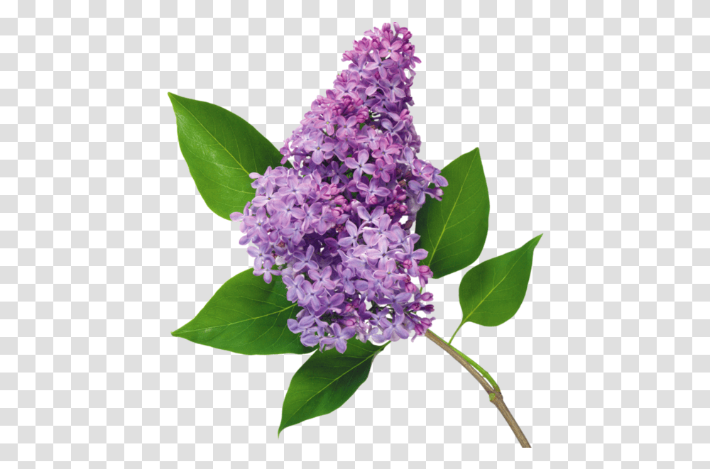 Common Lilac Flower, Plant, Blossom, Leaf Transparent Png