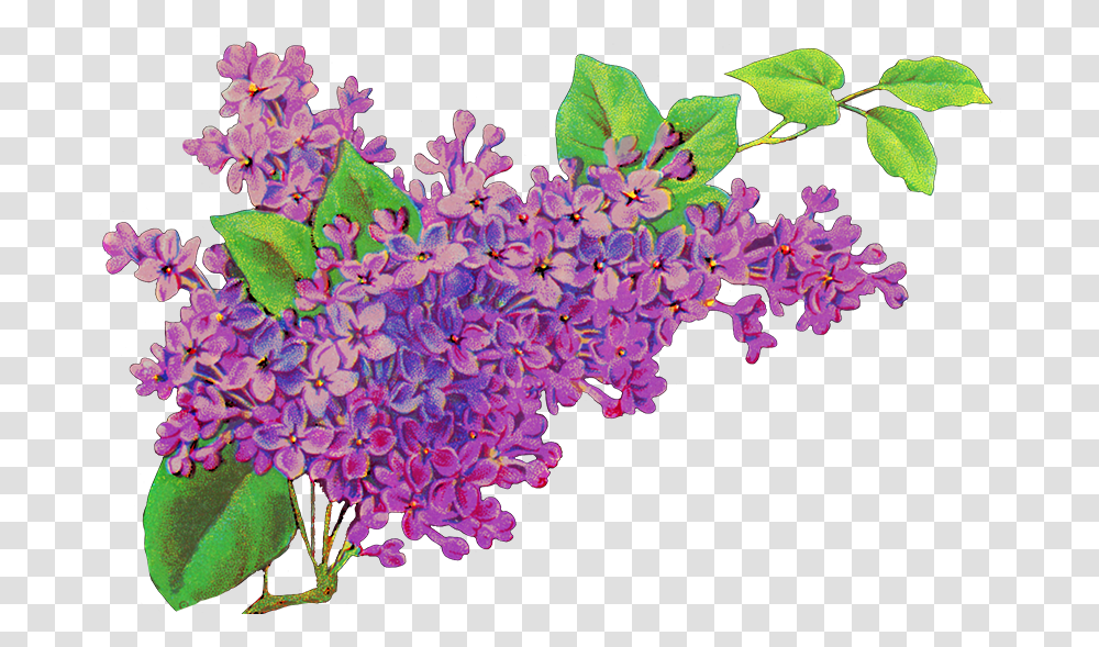 Common Lilac Flower Purple Lavender, Plant, Blossom, Flower Bouquet, Flower Arrangement Transparent Png